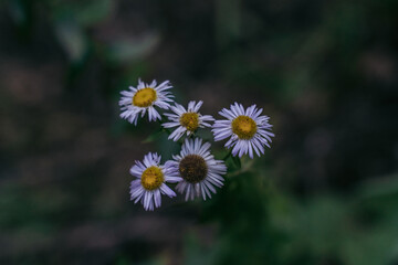 Obraz premium chamomile flower