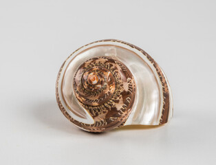 Beautiful sea shell on a white background.