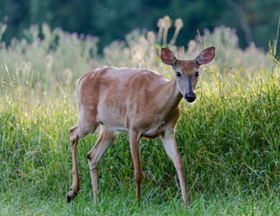 Sarna o poranku w trawie . © Adam
