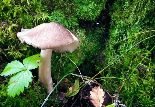 Close-up of inedible inocybe mushroom in bright green hairy moss.