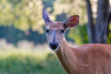 Bardzo ciekawa sarna w porannym sloncu .