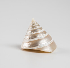 Beautiful sea shell on a white background.
