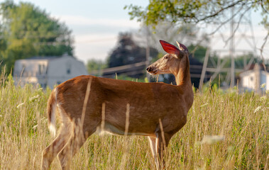 Sarna wygrzewa sie w sloncu . © Adam