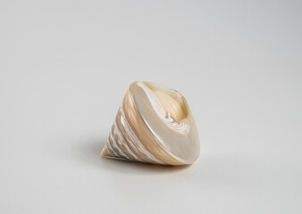Beautiful sea shell on a white background.