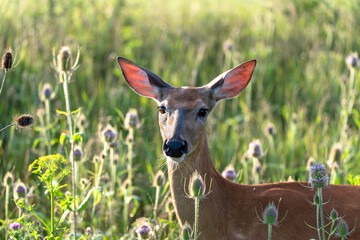 Sarna w wysokiej trawie wpatruje sie w cos . © Adam