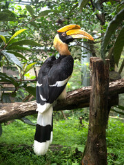 オオサイチョウ