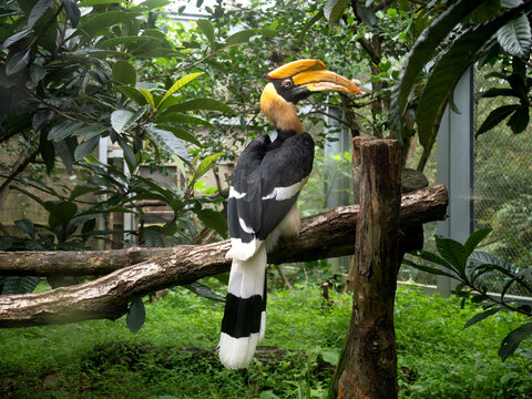 サイチョウ Images Browse 164 Stock Photos Vectors And Video Adobe Stock