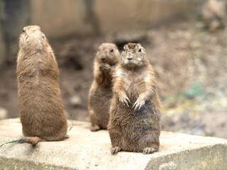 オグロプレーリードッグ　