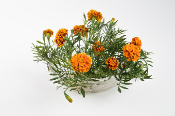 A bouquet of marigolds on a white background.