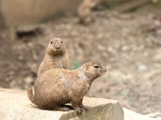 オグロプレーリードッグ　