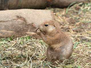 オグロプレーリードッグ　