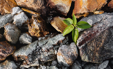 Beautiful green  leaves in nature.The primitive forest  background.
