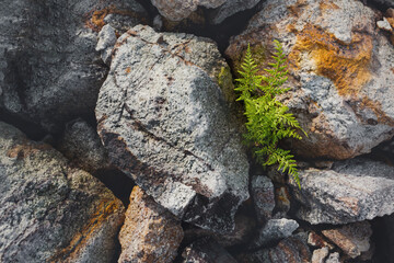 Beautiful green fern leaves in nature.The primitive forest  background.