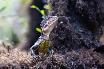close up of basilisk lizard with big opened eyes