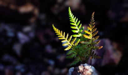 Beautiful green fern leaves in nature.The primitive forest  background.