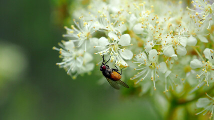 Fly collect pollen from white flowers. Insect in the season of honey collecting nectar.