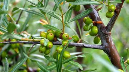 Berries of maturing useful Hippophae. Edible useful berry tree.