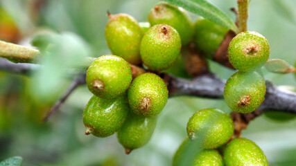 Berries of maturing useful Hippophae. Edible useful berry tree.