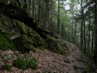 leaf and stone path between the trees of the forest