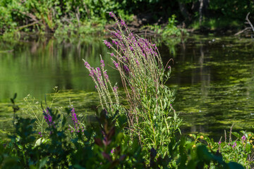 Natural New England by Constantine