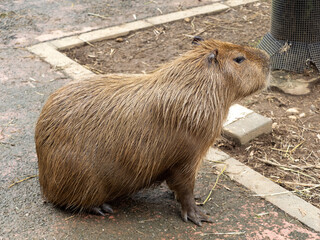 カピバラ