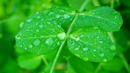 Clear dew on a green leaf. Leaves with raindrops macro.