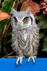 Baby White Faced Scops Owl