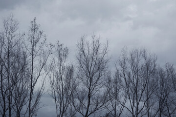 Bare branches of the tree in nature ,natural background.