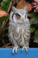 Baby White Faced Scops Owl
