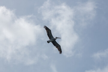 seagull flying in the sky