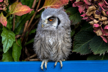 Obraz premium Baby White Faced Scops Owl