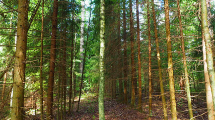 Fototapeta na wymiar Pine wild dangerous and beautiful forest. Virgin mysterious nature of European impenetrable forests.