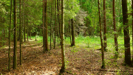 Pine wild dangerous and beautiful forest. Virgin mysterious nature of European impenetrable forests.