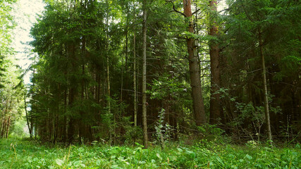 Obraz premium Road to the wild forest. Virgin the mysterious nature of the European impenetrable pine forests.