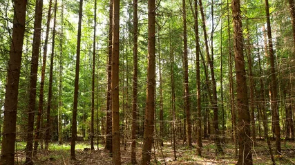 Poster de jardin  Pine wild dangerous and beautiful forest. Virgin mysterious nature of European impenetrable forests.  © maestrovideo