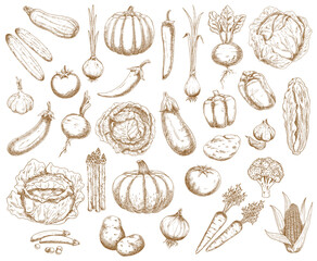 Farm vegetables, greenery and veggies vector sketch. Broccoli, carrot and cabbage with cucumbers, chilli, sweet bell peppers, beetroot and potato. Asparagus, pumpkin and squash with corn farm veggies