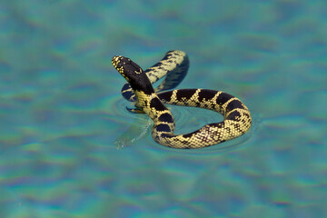 Kingsnake in water turns away to retreat