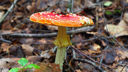 Fly agaric grows in the forest. Non-edible poisonous red mushroom.