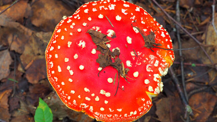 Fly agaric grows in the forest. Non-edible poisonous red mushroom.