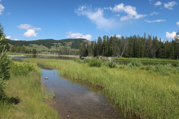 Stagnant river next to forest in Wyoming