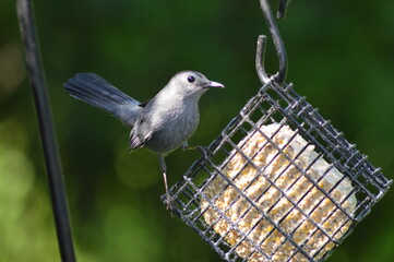 Gray catbird on a feeder