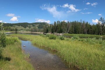 Stagnant river next to forest in Wyoming