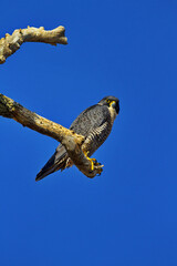 Perched, watchful peregrine on left side of vertical frame