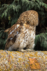 Tawny Owl, scientific name Strix aluco
