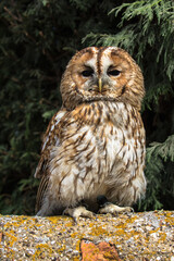 Fototapeta premium Tawny Owl, scientific name Strix aluco
