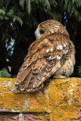 Tawny Owl, scientific name Strix aluco