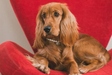 cocker spaniel puppy