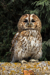 Tawny Owl, scientific name Strix aluco