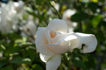 Tenderness rose in a rustic background. Rose on a green bush