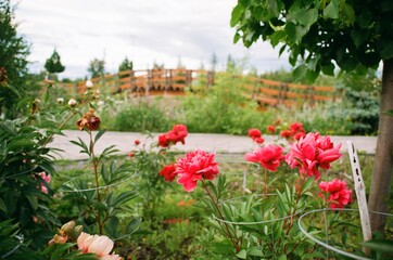 tulips in the park